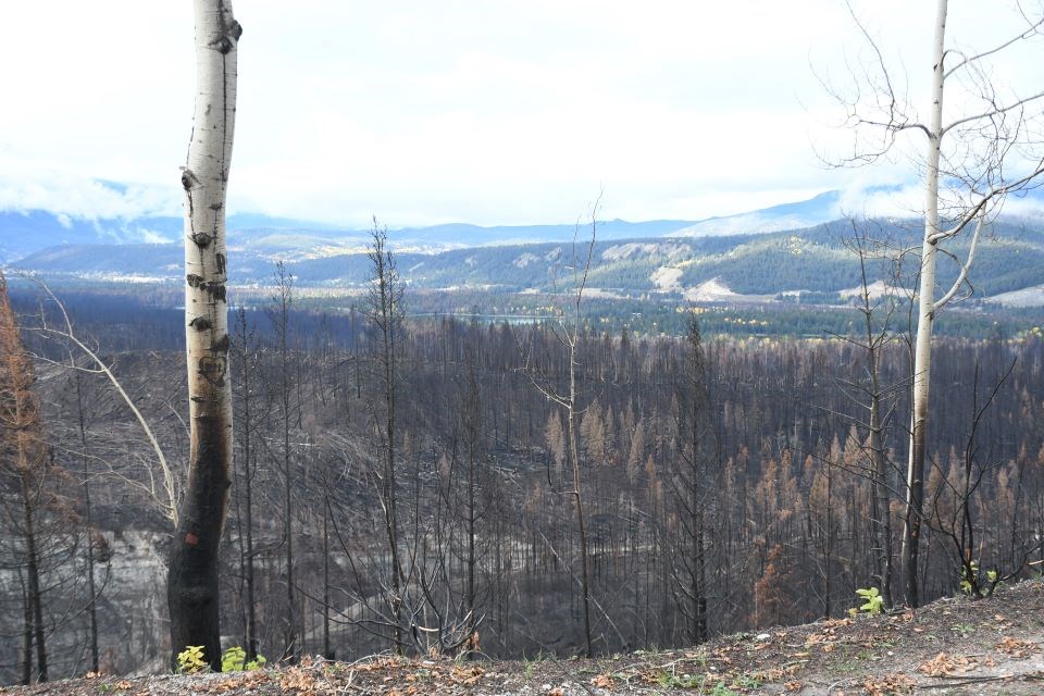 A fire devastated forest as seen from Maligne Lookout in Jasper National Park on Thursday, Oct. 10, 2024.