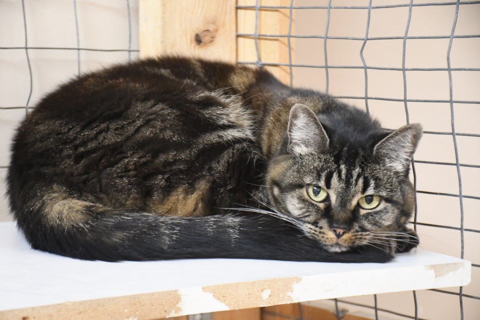 This cat that was evacuated from Jasper due to the wildfires is currently staying at the Hinton SPCA.