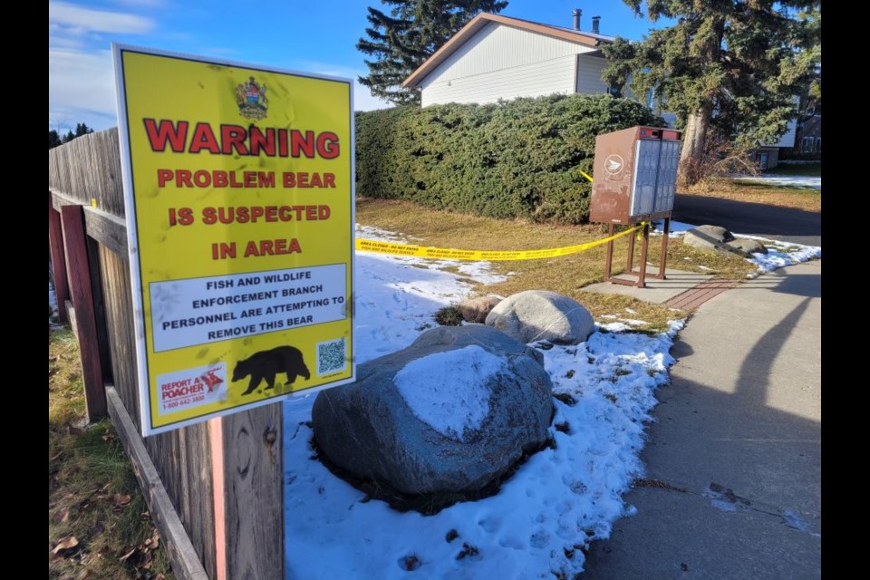 Problem bears have been spotted in the Hinton area.