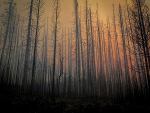 Burned Excelsior Trees