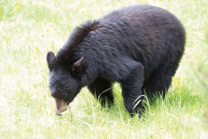 Parks Canada staff had to kill a black bear, similar to the one pictured here, after an aggressive encounter with a group near the Valley of the Five Lakes. Photo - Parks Canada. 
