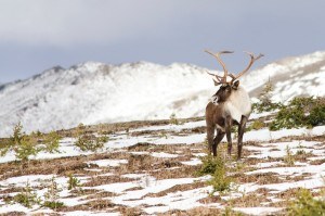 Twenty-five years ago more than 800 caribou ranged in the mountain national parks. Today, fewer than 250 animals remain. In Jasper National Park there are less than 150 animals left. Parks Canada/ L. Neufeld photo.