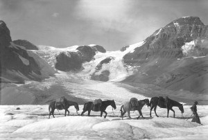 A packtrain walks past the Saskatchewan Glacier during a Columbia Icefield expedition in 1924. Whyte Museum of the Canadian Rockies.