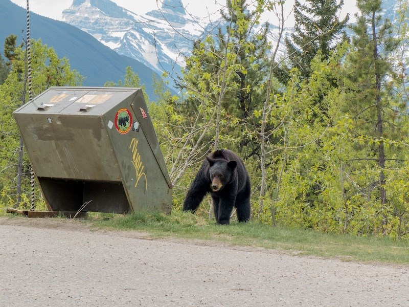 Garbage reminder as visitors flock to Jasper National Park - Jasper ...