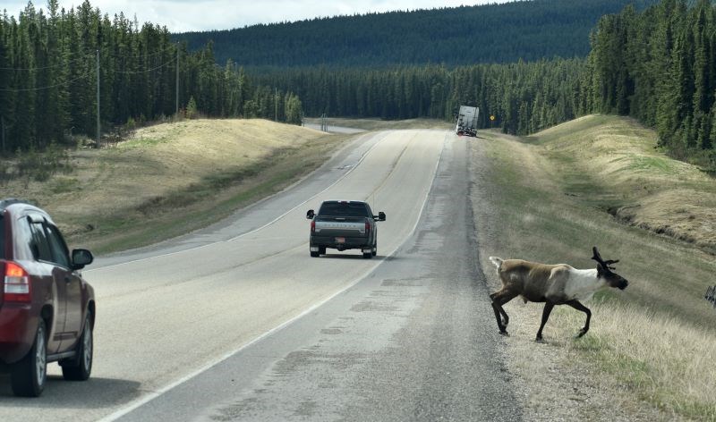 A caribou crosses Highway 40 in May 2020. | Supplied photo