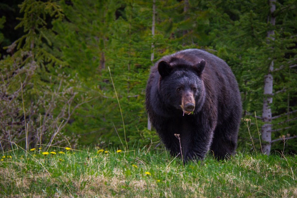 Black Bear Eating in Grass