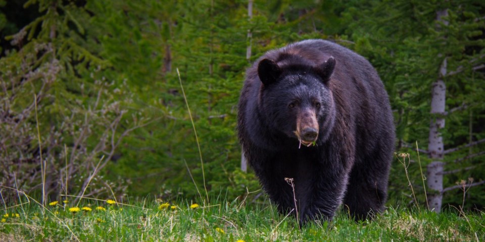 JasperNP-Black-Bear-Eating-in-Grass-Credit-Parks-Canada-Ryan-Bray-1280&#215;640