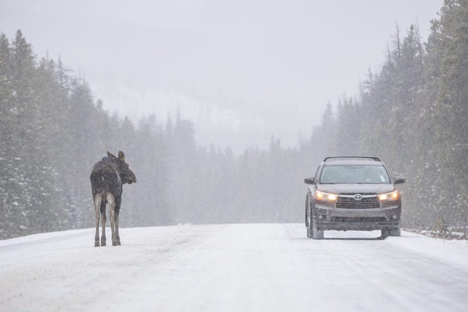 Wildlife on Road