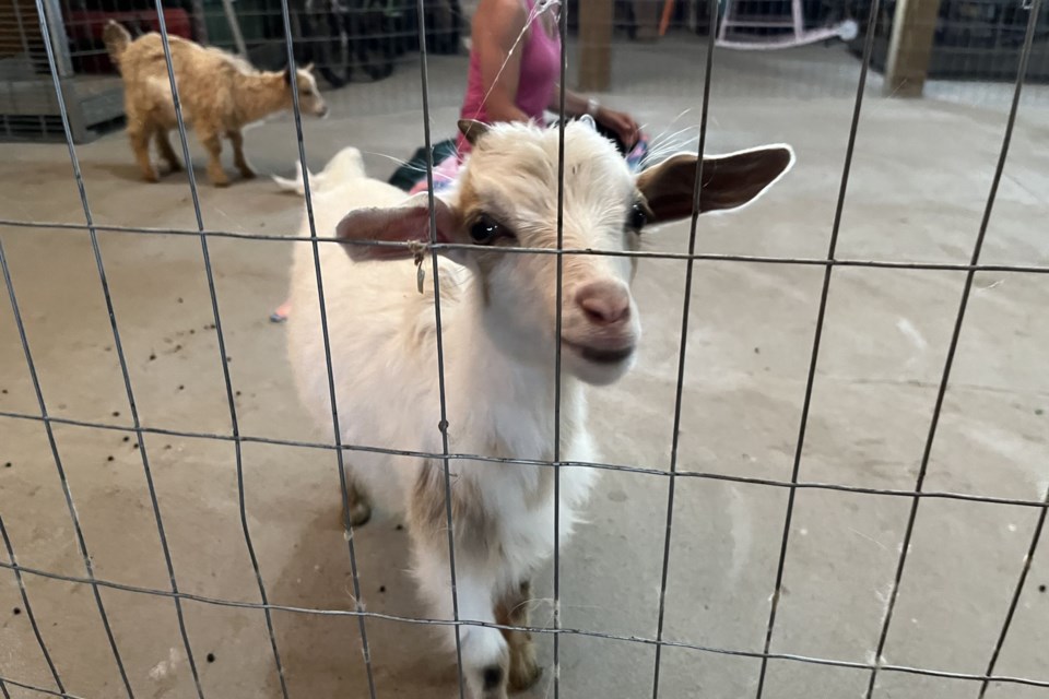 2024-06-19-baby-goat-cmsn