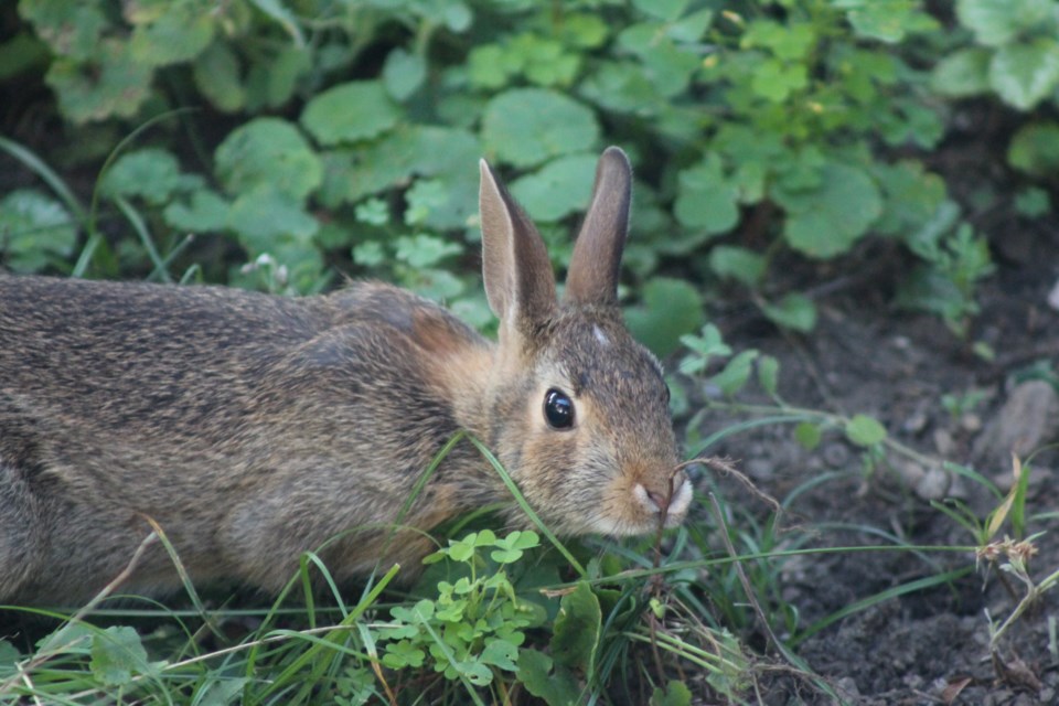 2024-07-22-gm-flamborough-bunny-ldj