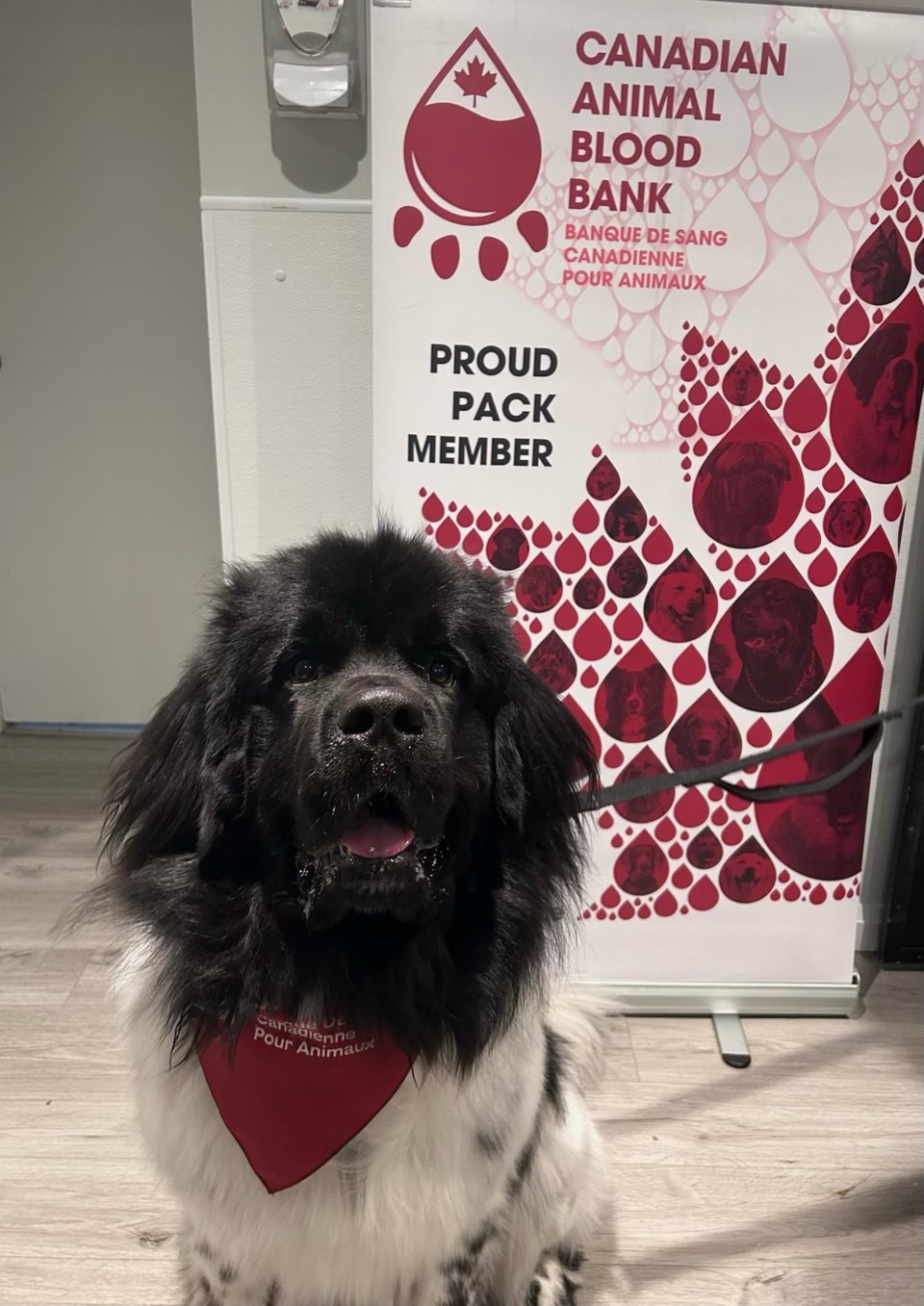 2024-11-29-cdn-animal-blood-hank-sup