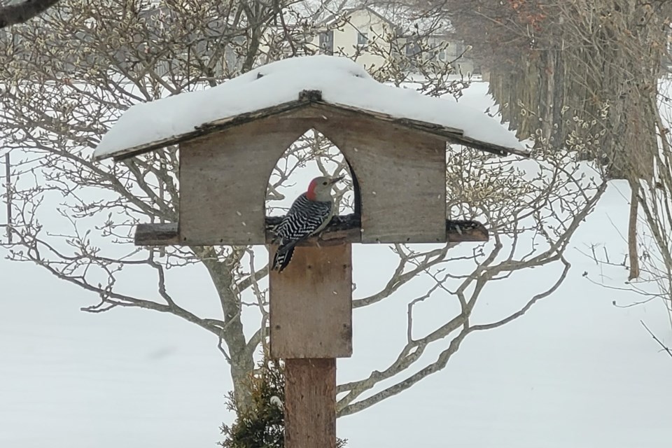 Many species of birds, such as woodpeckers, nuthatches and blue jays, stick around for the cold months. 