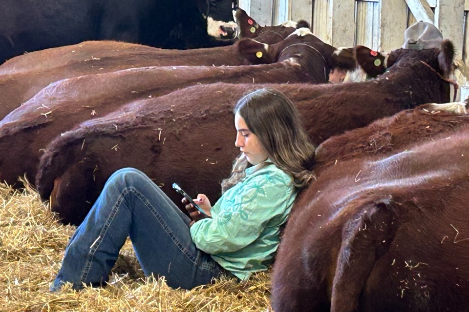 2024-10-12-rockton-fair-sat-girl-w-cows-baj