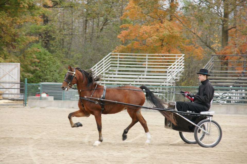 Johnny Law takes a victory lap around the Rockton World's Fair ring with his first-place ribbon in the Carriage Derby.