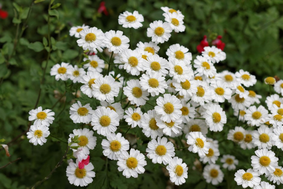 2024-09-04-feverfew-stock-photo