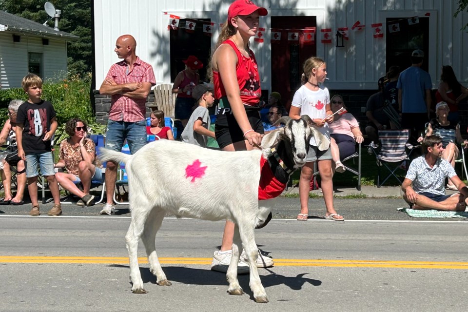 2024-07-01-lynden-parade-goat-baj