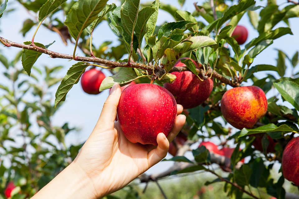 apple-tree-0004-adobe-stock