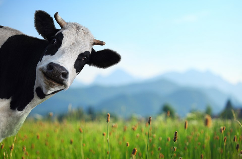 cow-farm-7165-adobe-stock