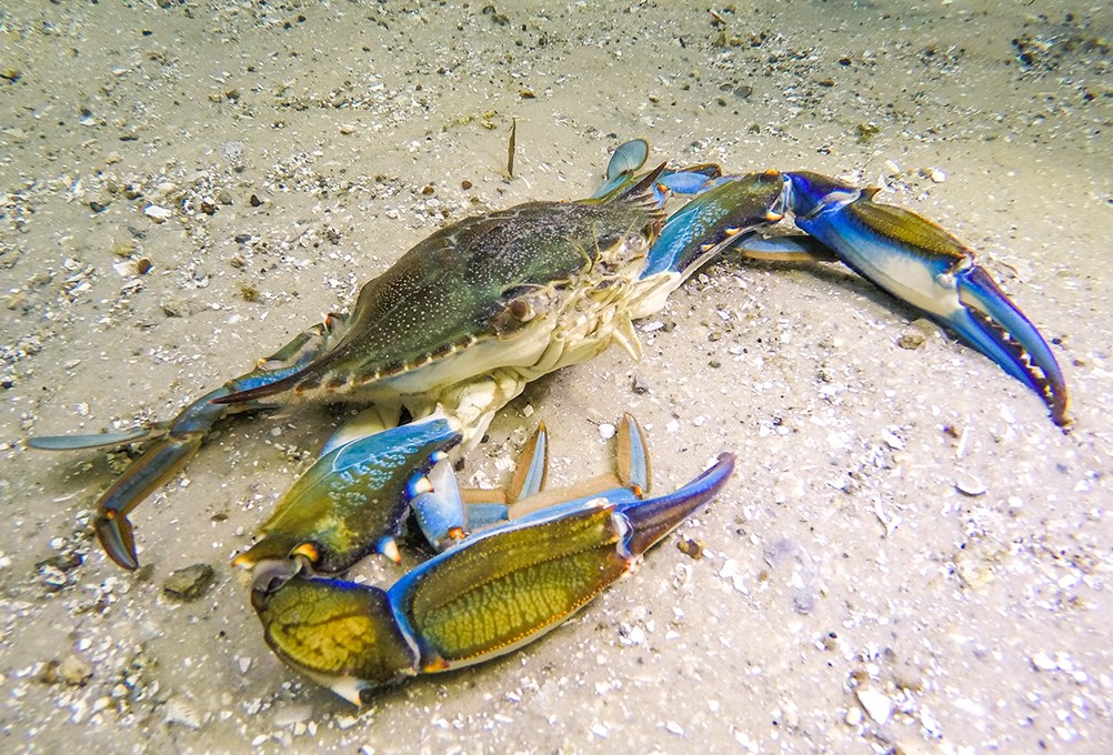 “Report card” for the Chesapeake Bay shows improvement in conditions