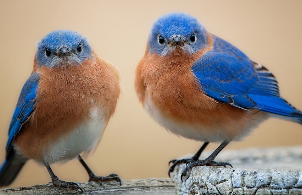 eastern-bluebirds-7117-adobe-stock