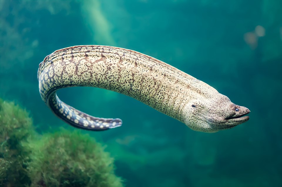 eel-0195-adobe-stock