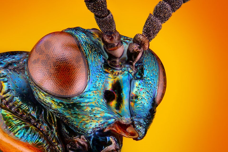 insect-6602-adobe-stock