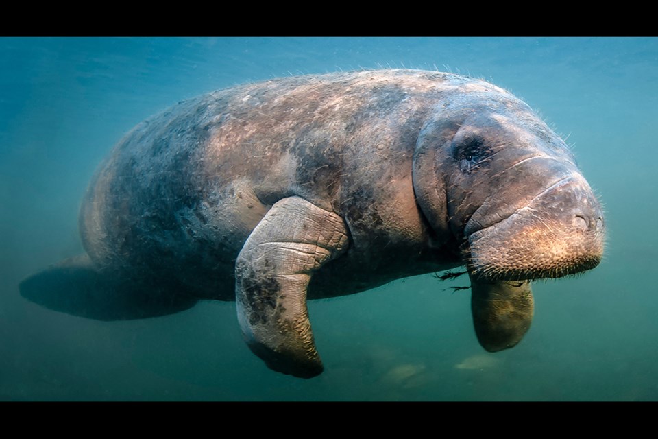 manatee-5151-adobe-stock