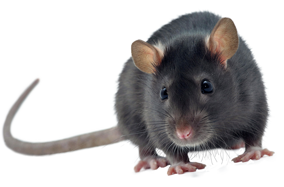 rat-rodent-6601-adobe-stock