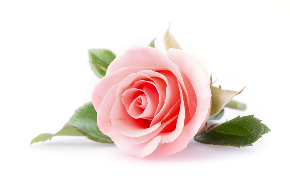 rose-9185-adobe-stock