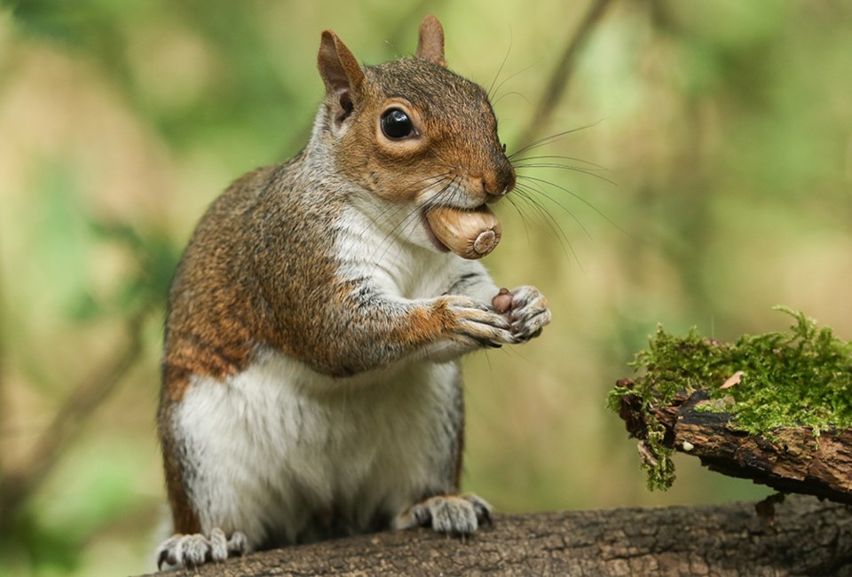 Time to go nuts: Va. officials on hunt for acorn donations