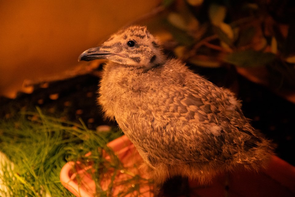 babygull