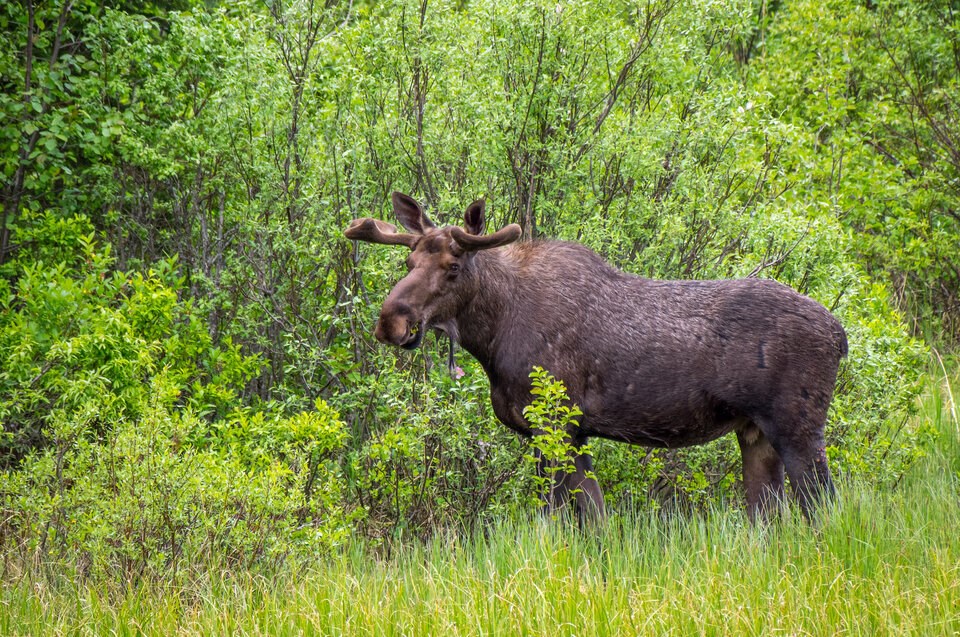 bc-moose