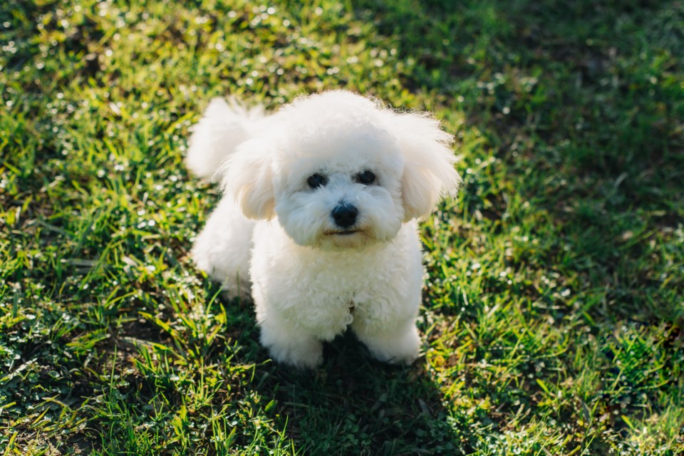 bichon-frise-puppy