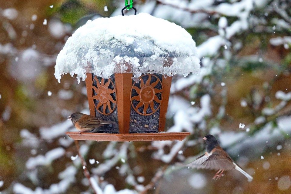 birdfeederwinter