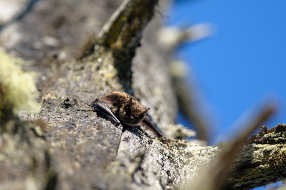 brownbatvancouverisland