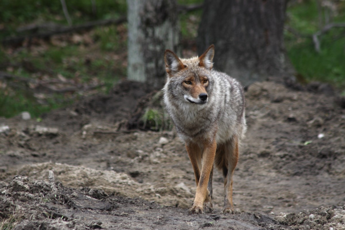 Opinion: Living peacefully with coyotes means respecting their ...