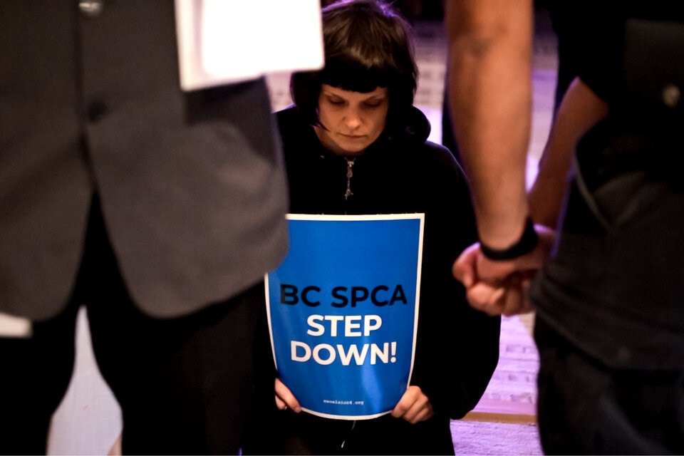 不会受到法律后果的BC SPCA慈善晚会抗议者