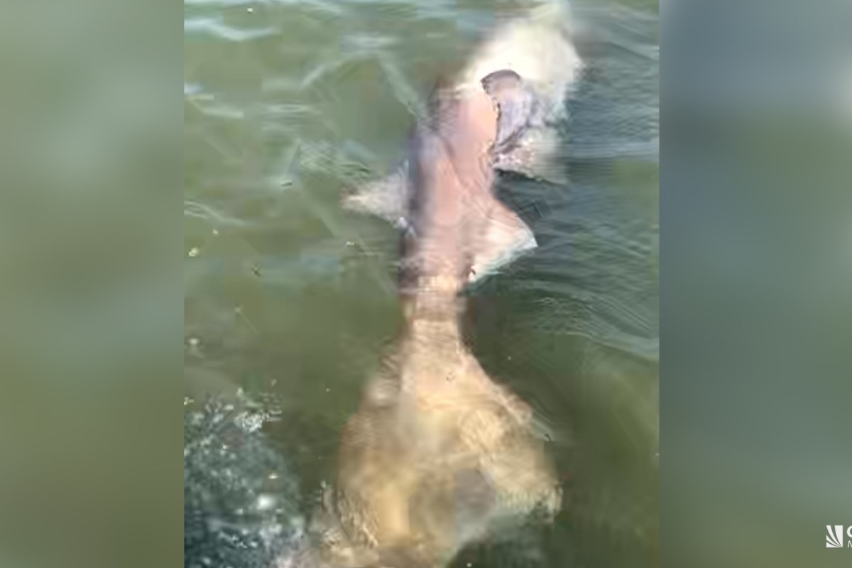 At least seven sharks killed in local waters : Cayman News Service