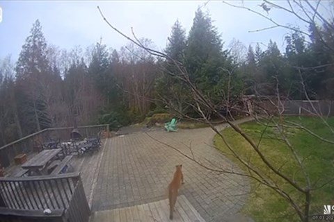 'Concerning behaviour': 100-pound cougar struts across B.C. family's deck