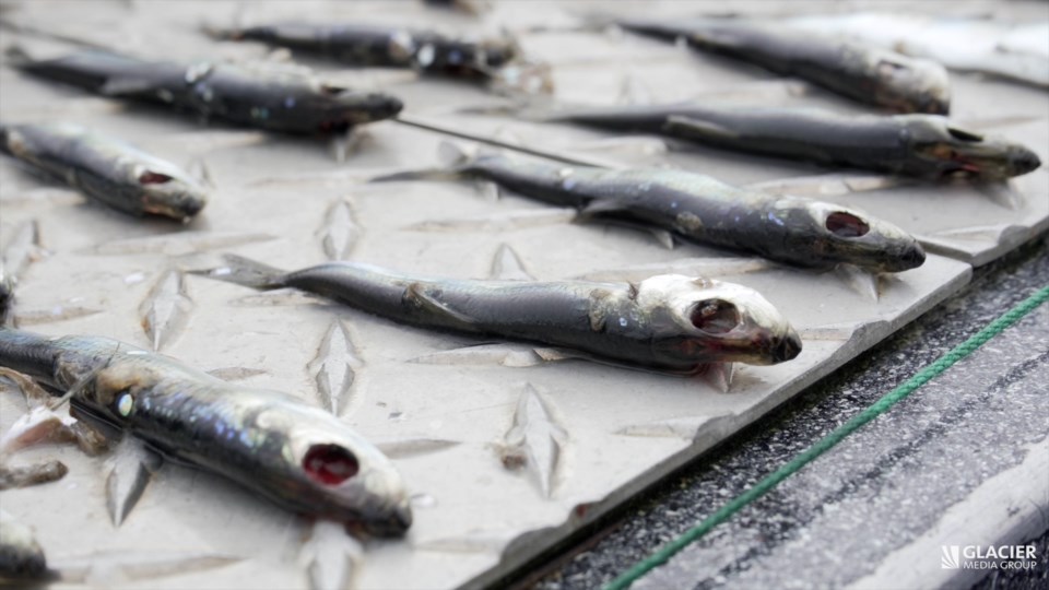 Wild fish had 'eyes blown out' amid spike in B.C. - Coast Reporter