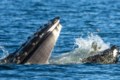 Video: Humpback whale accidentally catches seal in mouth off B.C. coast