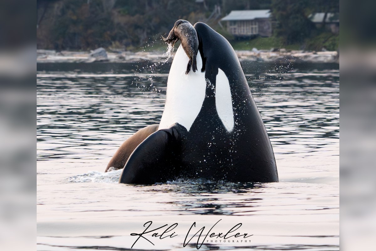 杀人鲸在不列颠哥伦比亚岛附近向摄影师展示他的猎物