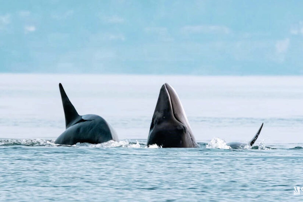 Watch: Orca predators take down large minke whale - Powell River Peak