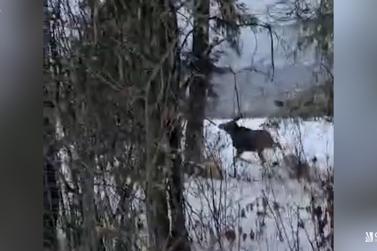 Another B.C Moose Rescued After Being Trapped In Wire Fence - Pique ...