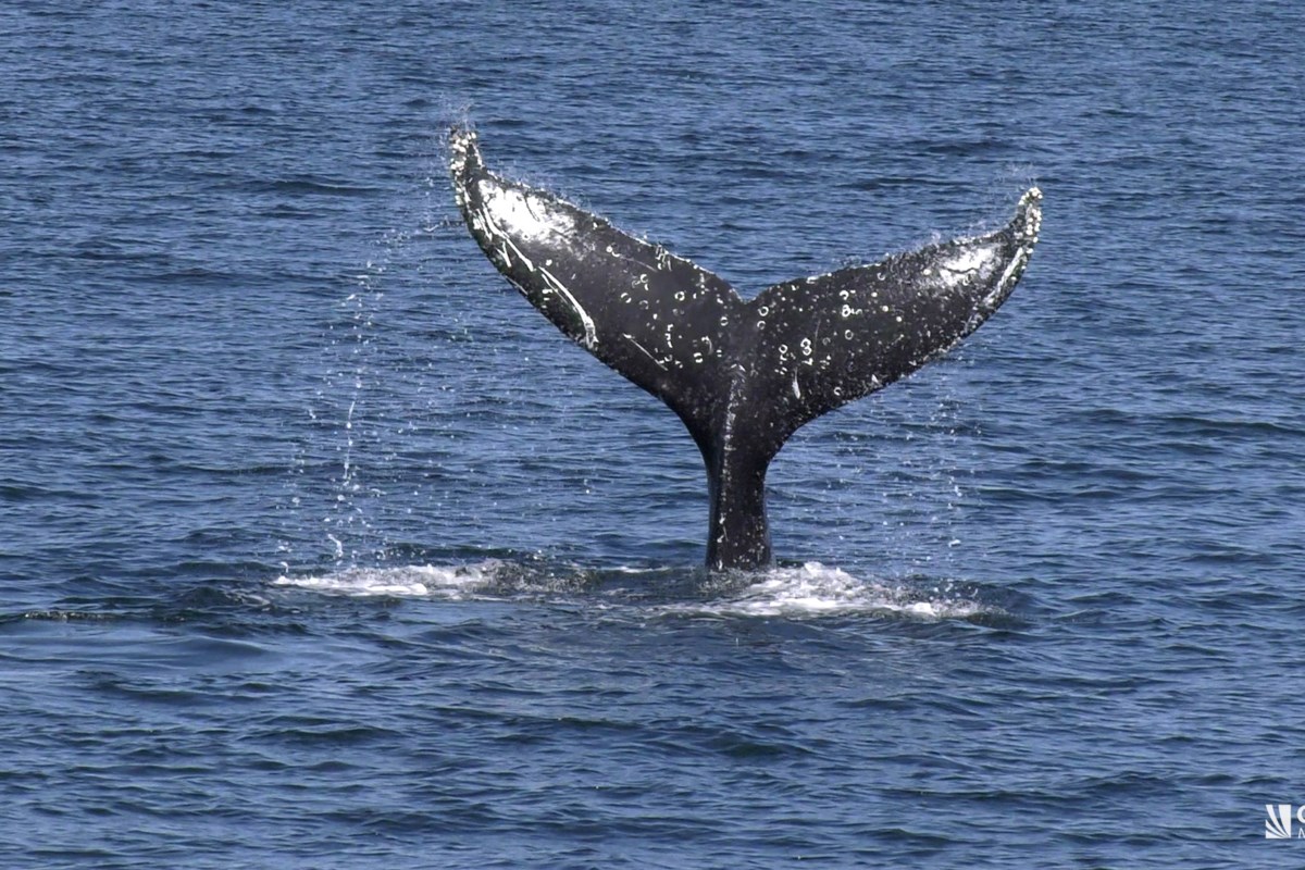 Tourism and conservation merge in BC whale-watching industry ...