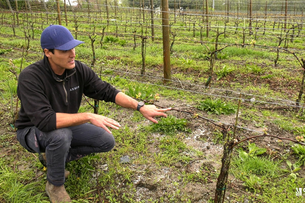 B.C. Winery Focusing On Local Grapes After Cold Snap - Western Investor