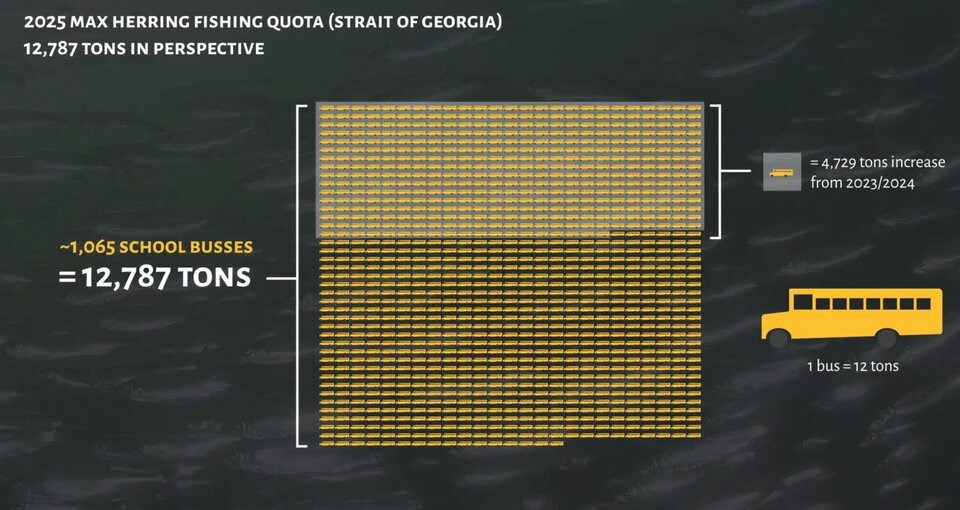 herring-2025-quota-viz