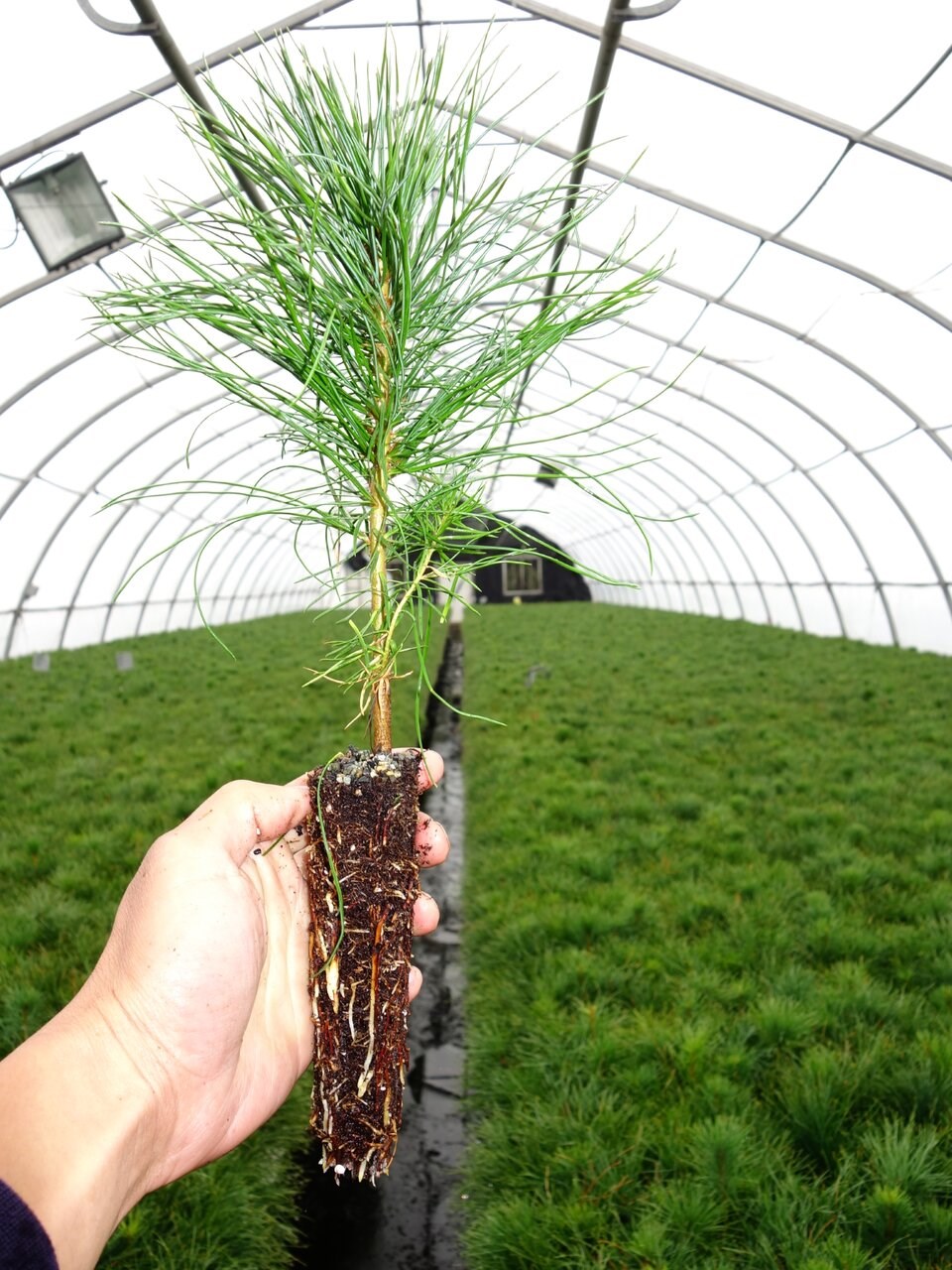 rsz_western_white_pine_seedling_kandc