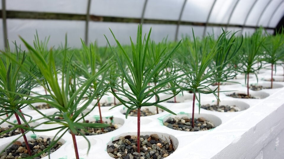 rsz_western_white_pine_seedlings_kandc