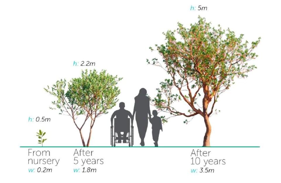 arbutus-guide